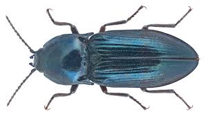 Attēlu rezultāti vaicājumam “Selatosomus aeneus”