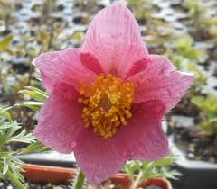Image result for Pulsatilla