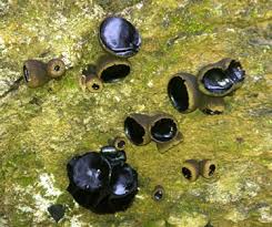 Attēlu rezultāti vaicājumam “Bulgaria inquinans”