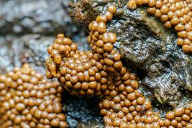 Attēlu rezultāti vaicājumam “Oligonema favogineum spores”