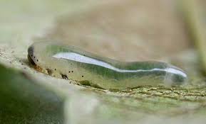 Attēlu rezultāti vaicājumam “Caliroa annulipes”