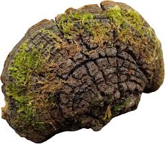 Attēlu rezultāti vaicājumam “Phellinus”