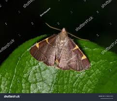 Attēlu rezultāti vaicājumam “Hypsopygia glaucinalis”