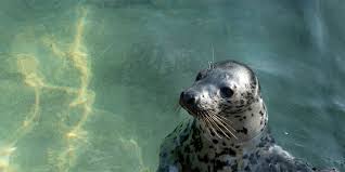 Image result for Halichoerus grypus