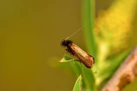 Attēlu rezultāti vaicājumam “Nemophora metallica”