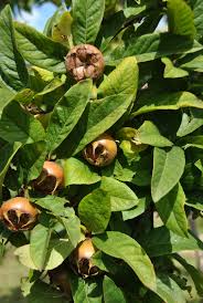 Attēlu rezultāti vaicājumam “Mespilus germanica fruit”