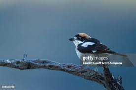 Attēlu rezultāti vaicājumam “Laniidae”