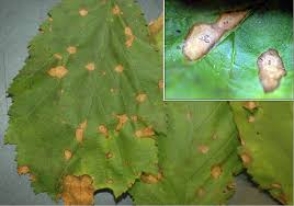 Attēlu rezultāti vaicājumam “Corylus avellana leaf”