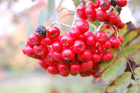 Attēlu rezultāti vaicājumam “Sorbus aucuparia fruit”