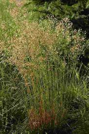 Attēlu rezultāti vaicājumam “Deschampsia flexuosa”