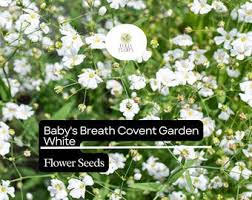 Attēlu rezultāti vaicājumam “Gypsophila fastigiata leaf”