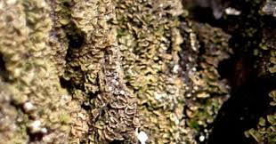 Attēlu rezultāti vaicājumam “Hypocenomyce scalaris”