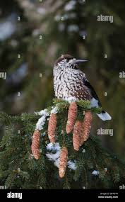 Attēlu rezultāti vaicājumam “Nucifraga caryocatactes adult”