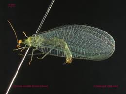 Attēlu rezultāti vaicājumam “Chrysopidae”
