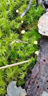 Attēlu rezultāti vaicājumam “Dicranum scoparium sporophyte”