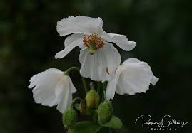 Image result for Meconopsis betonicifolia alba