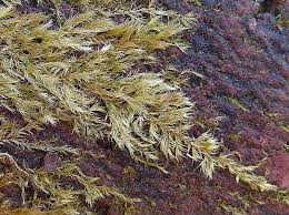 Attēlu rezultāti vaicājumam “Rhynchostegiella tenella sporophyte”