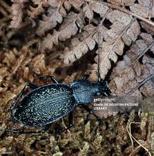 Attēlu rezultāti vaicājumam “Carabus hortensis”