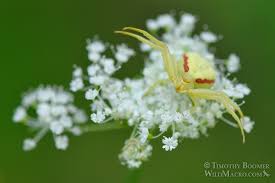 Attēlu rezultāti vaicājumam “Misumena vatia”