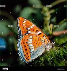 Attēlu rezultāti vaicājumam “Limenitis populi underside”