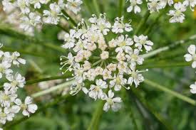 Attēlu rezultāti vaicājumam “Laserpitium latifolium bud”