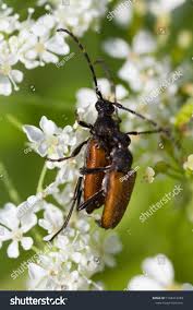 Attēlu rezultāti vaicājumam “Anastrangalia sanguinolenta male”