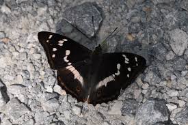 Attēlu rezultāti vaicājumam “Apatura iris female”