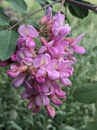 Attēlu rezultāti vaicājumam “Robinia neomexicana”
