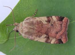 Attēlu rezultāti vaicājumam “Cryptocala chardinyi”