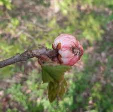 Attēlu rezultāti vaicājumam “Biorhiza pallida”