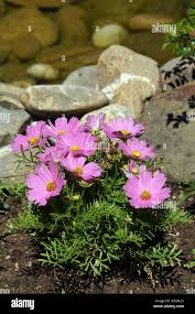 Image result for Schmuckkörbchen