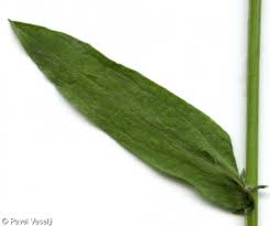 Attēlu rezultāti vaicājumam “Centaurea jacea leaf”