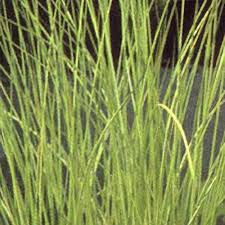 Attēlu rezultāti vaicājumam “Schoenoplectus lacustris subsp. glaucus bud”