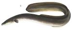 American Eel (