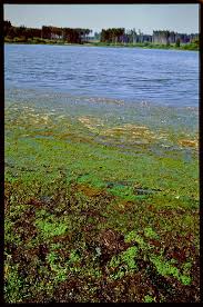 Attēlu rezultāti vaicājumam “Elatinaceae”