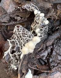 Attēlu rezultāti vaicājumam “Diachea leucopodia stalked”