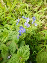 Attēlu rezultāti vaicājumam “Veronica chamaedrys bud”