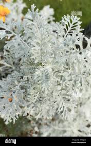 Image result for Cineraria maritima