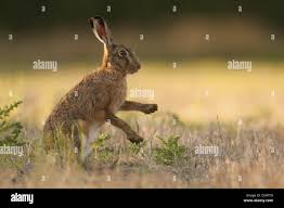 Attēlu rezultāti vaicājumam “Lepus europaeus adult”