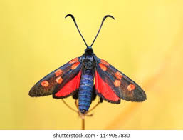 Attēlu rezultāti vaicājumam “Zygaena filipendulae”