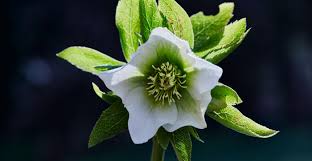 Attēlu rezultāti vaicājumam “Helleborus niger flower”