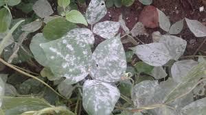 Attēlu rezultāti vaicājumam “Mycosphaerella millegrana”