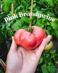 Afbeeldingsresultaat voor brandywine cherry tomato