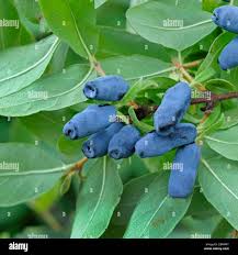Attēlu rezultāti vaicājumam “Lonicera caerulea var. pallasii fruit”
