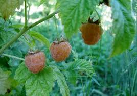 Attēlu rezultāti vaicājumam “Rubus idaeus fruit”