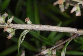 Attēlu rezultāti vaicājumam “Ematurga atomaria”