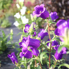 Image result for Marienglockenblumen