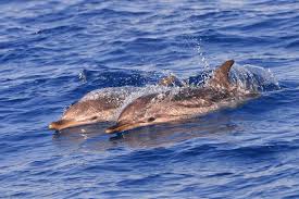 Image result for Stenella coeruleoalba