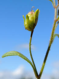 Attēlu rezultāti vaicājumam “Microrrhinum minus leaf”