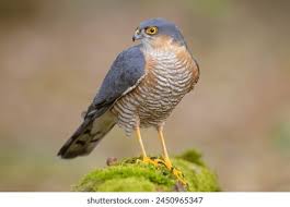 Attēlu rezultāti vaicājumam “Accipiter nisus male”